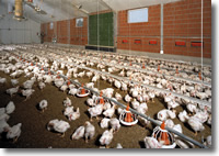 Support for strengthening poultry industry in Colombia