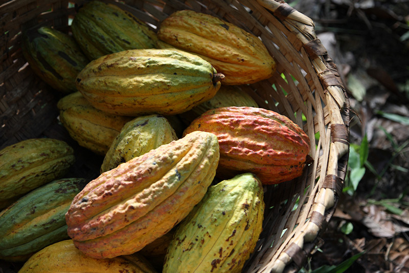 El cacao fino tiene ADN latinoamericano