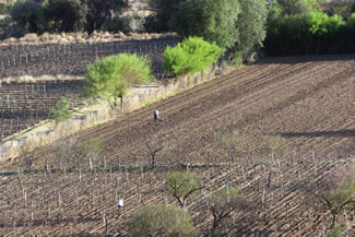 USD 100 millones para sector azucarero argentino