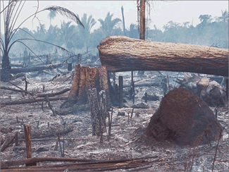 Amazonia sin fuego en el país
