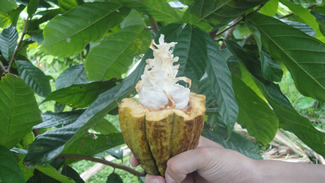 Competitividad sostenible en cacao y madera en Ecuador