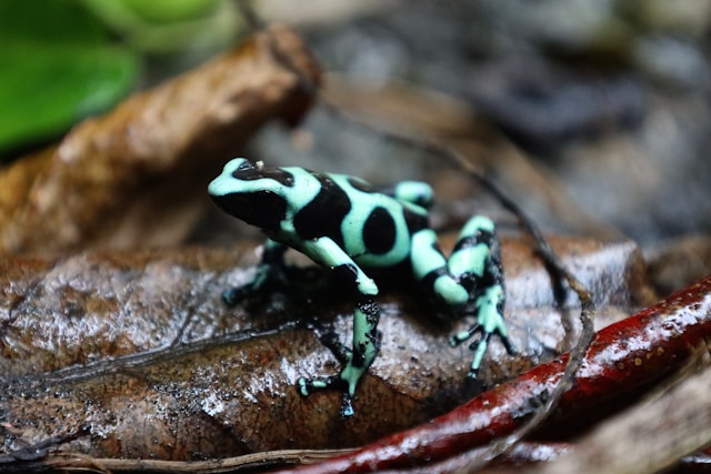 La ciencia latinoamericana se une contra la pérdida de biodiversidad