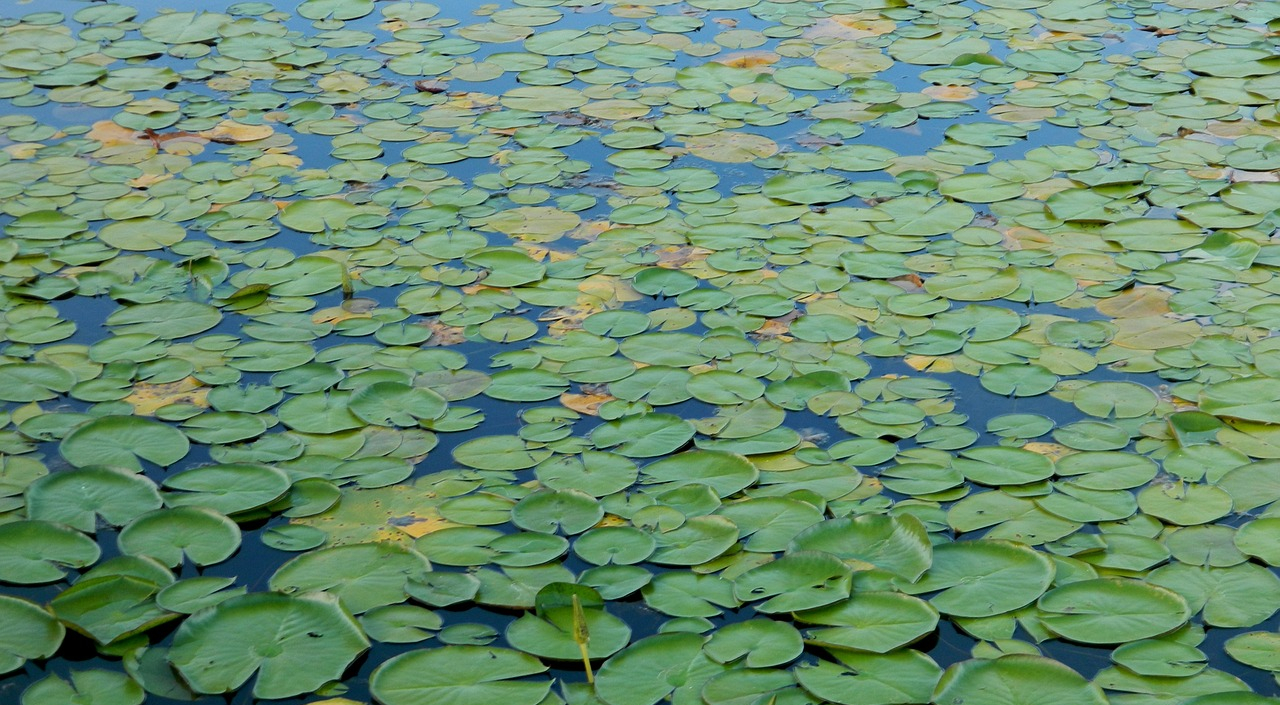 Ciencia y datos para proteger la biodiversidad de América Latina