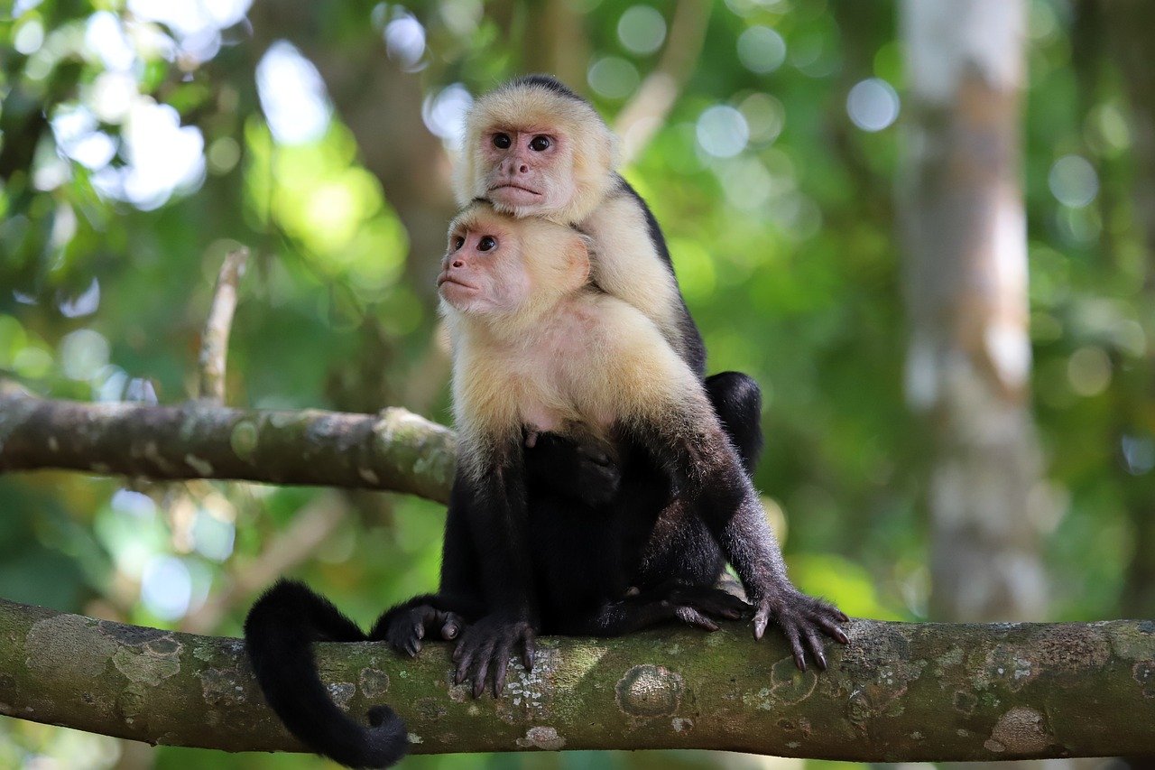 ¿Qué se juega América Latina y el Caribe en la COP16 de Cali?