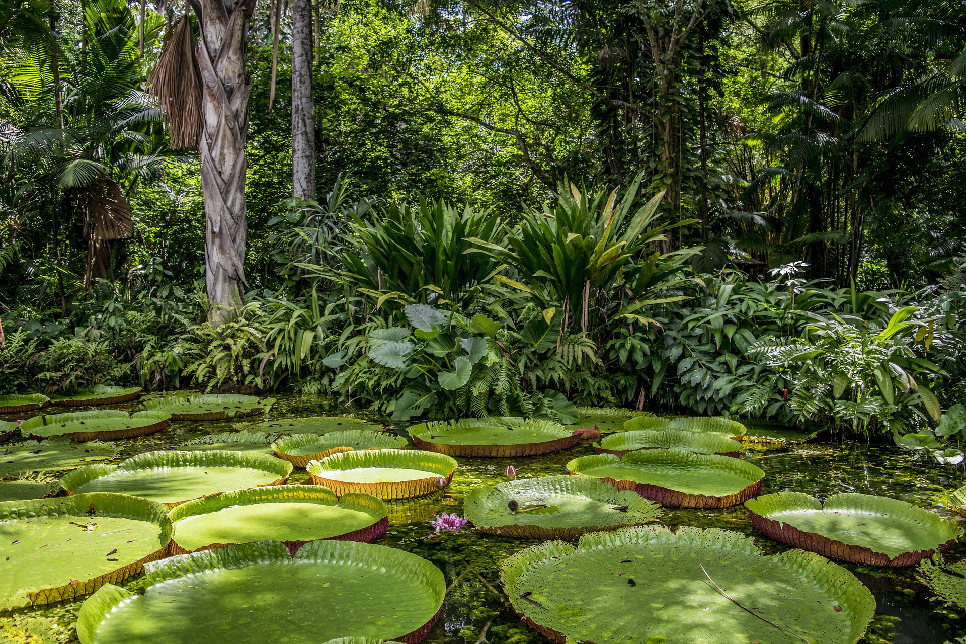 CAF and O.N.E. Amazon will promote conservation in Amazonia