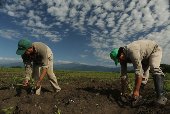 Mejores prácticas globales para impulsar el desarrollo agrícola latinoamericano